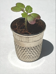 Thimbleful. A mustard seed growing in a thimble.